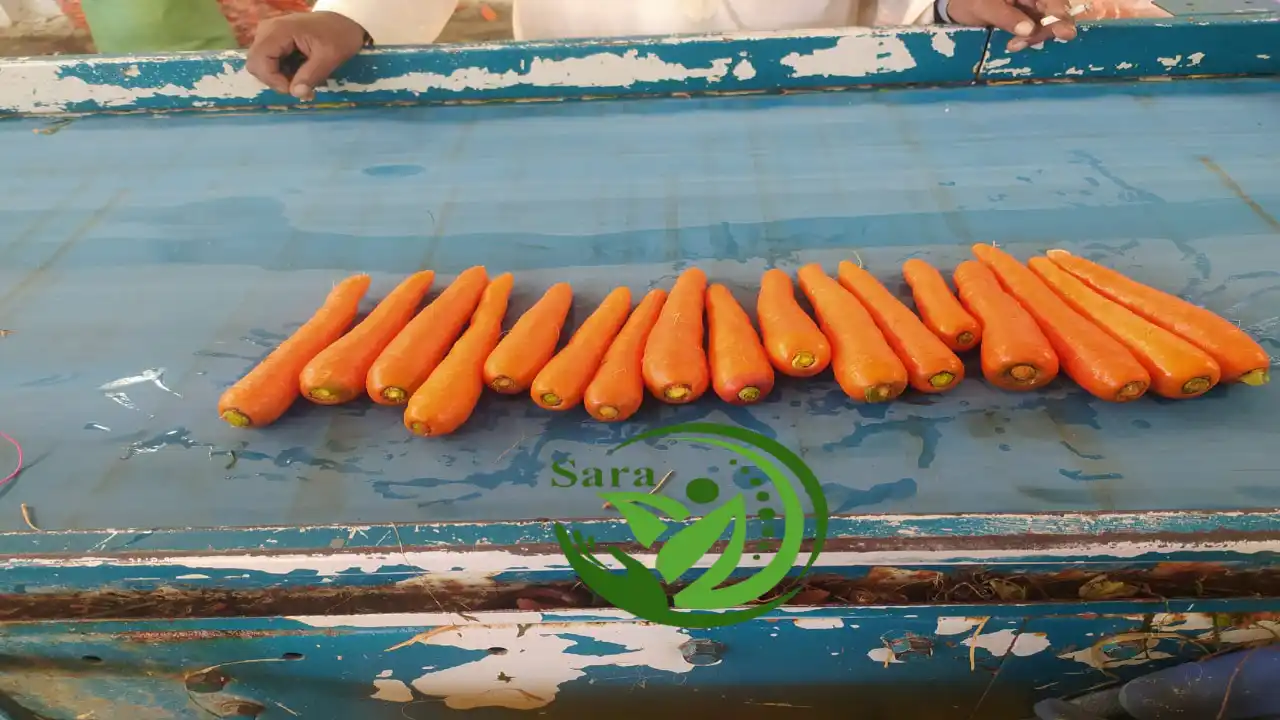 Order Fresh Carrot Exporter From Egypt